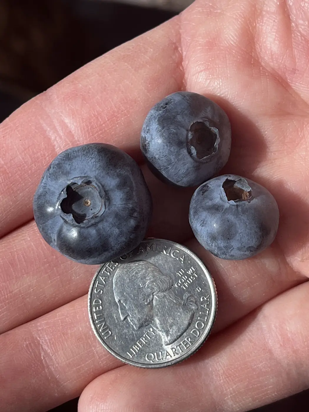 Large blueberries held next to a quarter for scale