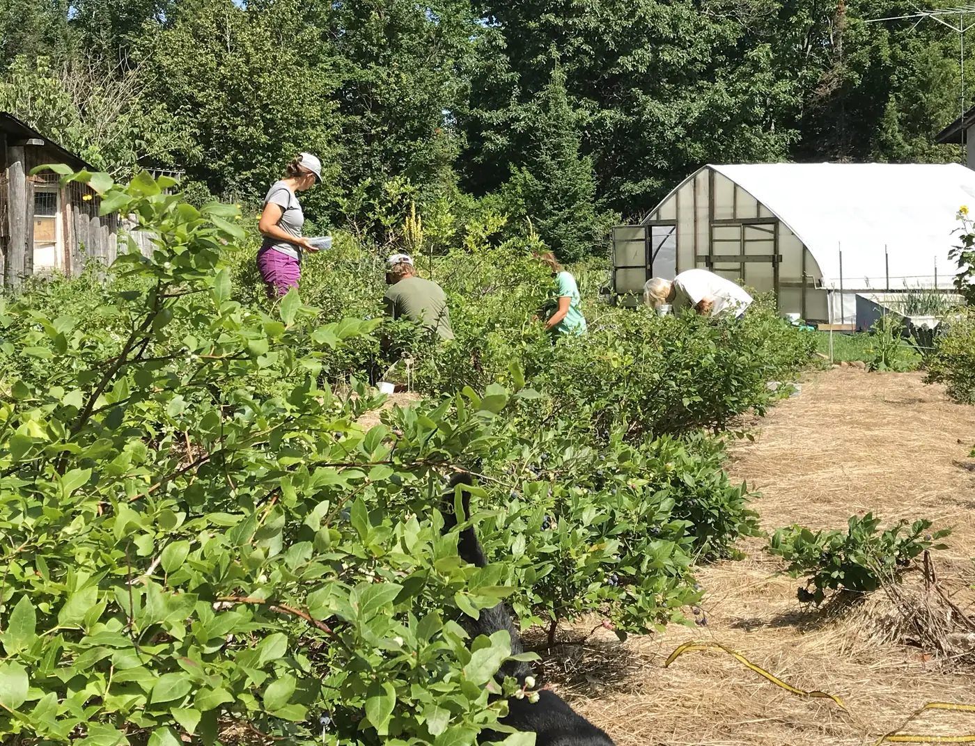 Rows of blueberry bushes with the greenhouse beyond