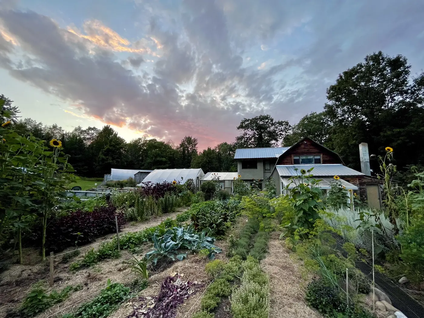 Herb and vegetable gardens at sunset