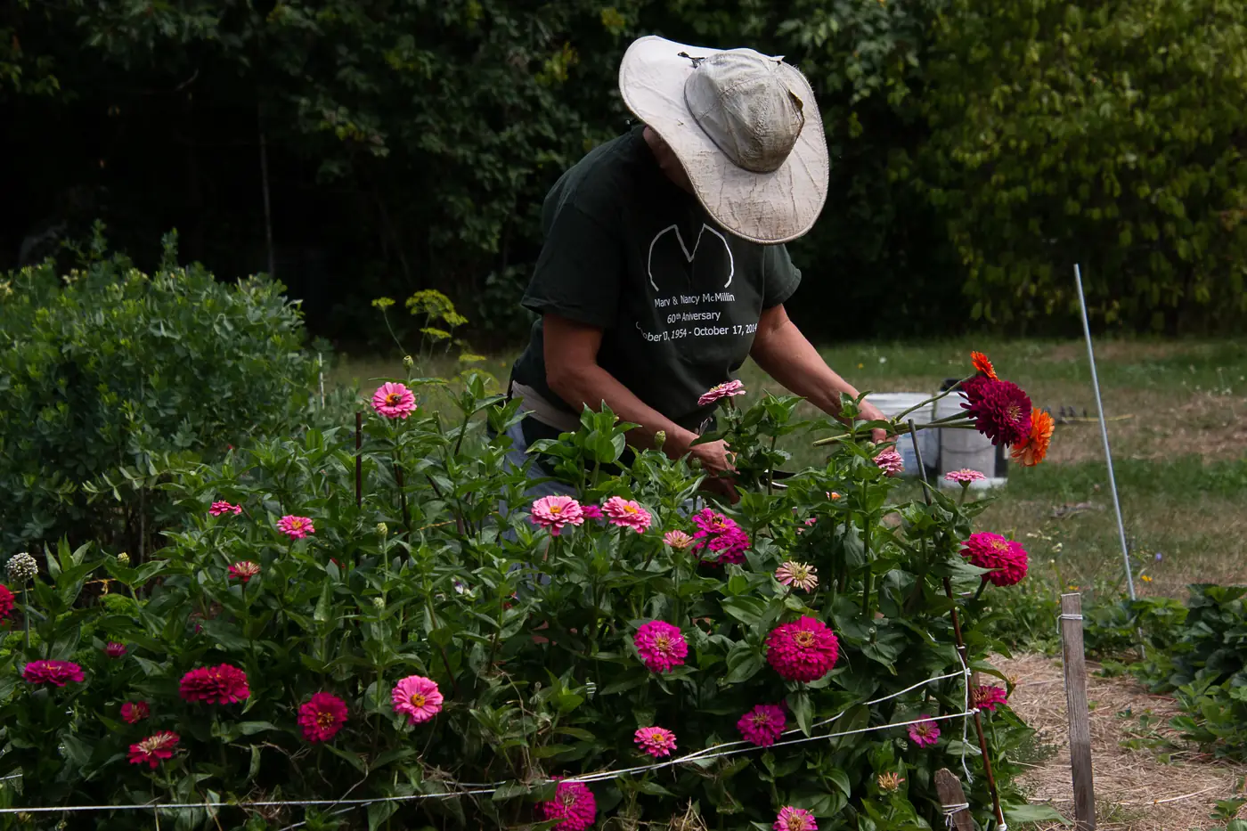 Mary cutting zinnias in the flower garden