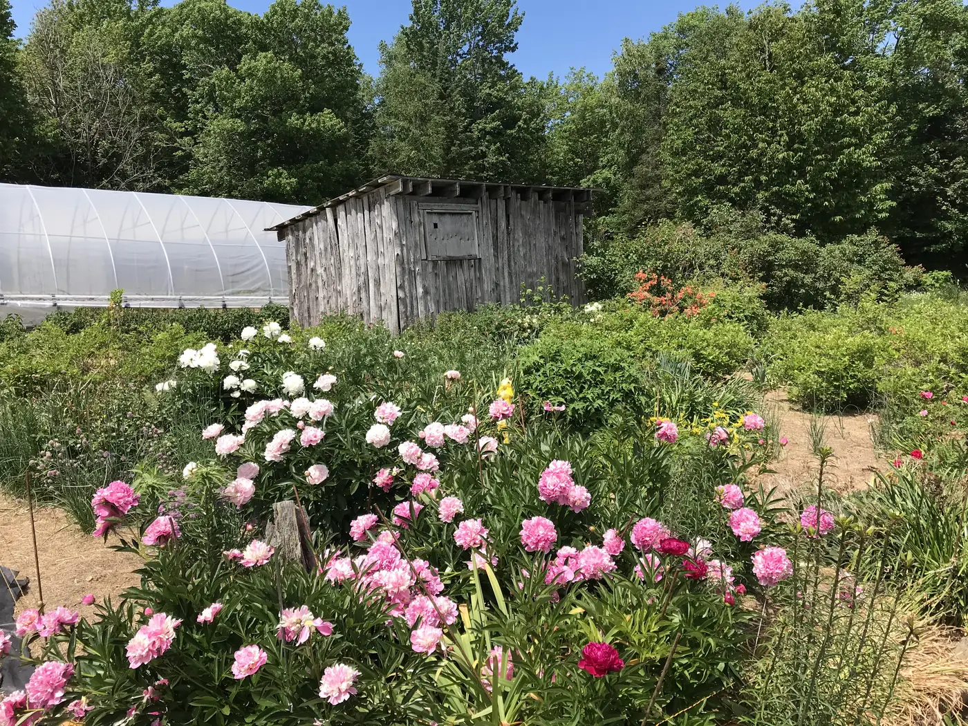 Peonies blooming by the pot shed