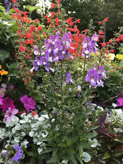 Angelonia, salvia, and silver dichondra planting