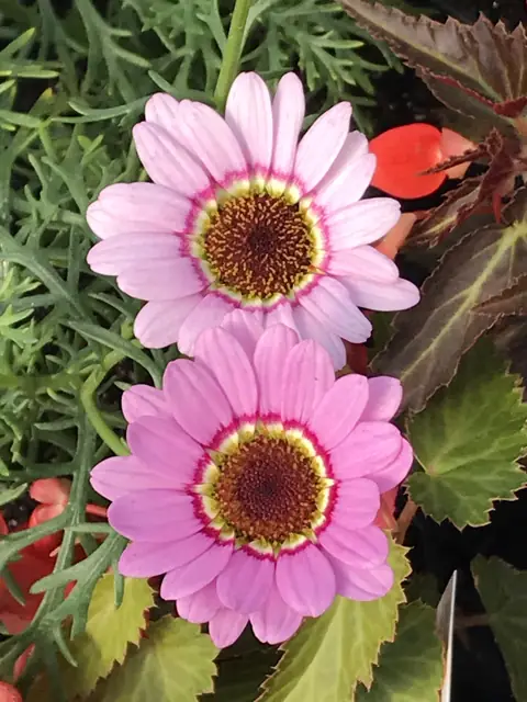 Pink argyranthemum daisies