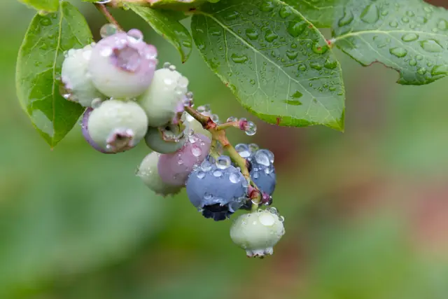 Blueberries ripening
