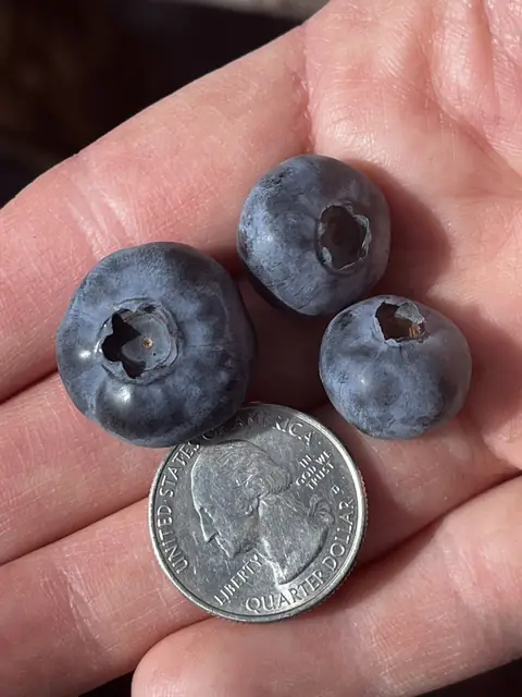 Large blueberries held next to a quarter for scale