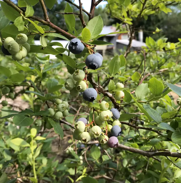 Blueberries ripening on the bush