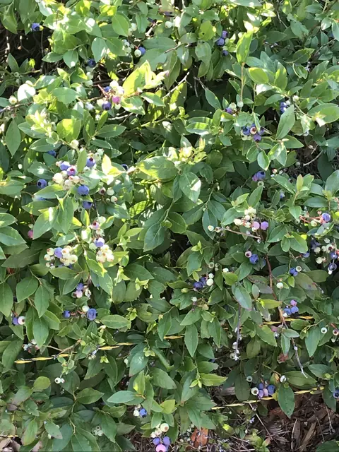 Blueberry bushes in summer