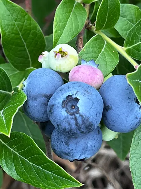 Cluster of ripe blueberries