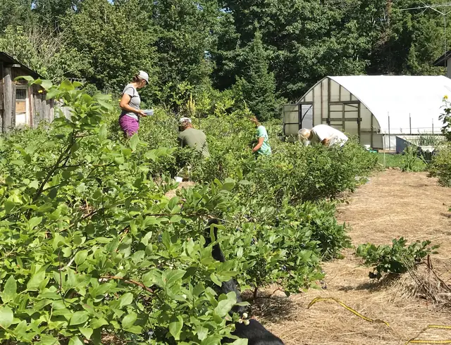 Rows of blueberry bushes with the greenhouse beyond