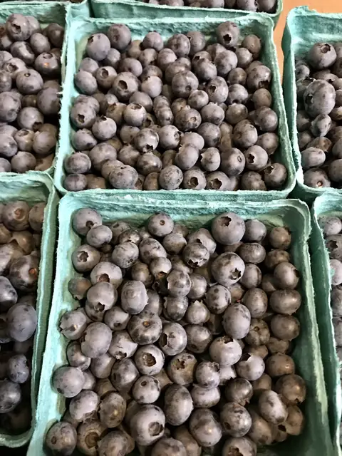 Pints of fresh-picked blueberries