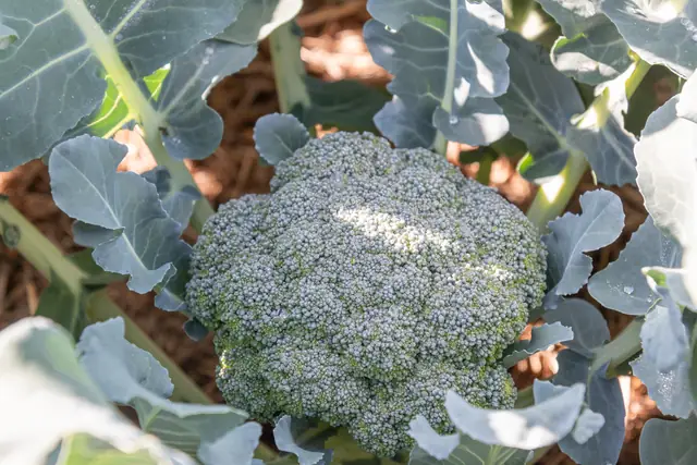 Head of broccoli ready to harvest