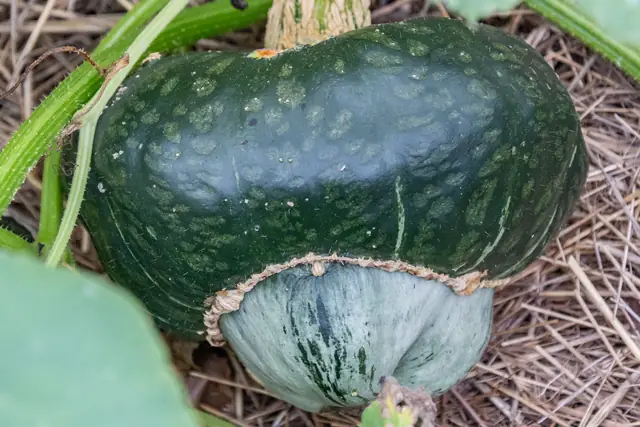 Buttercup squash in the field
