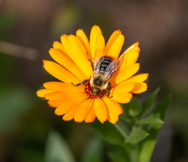 Bee on an orange calendula flower
