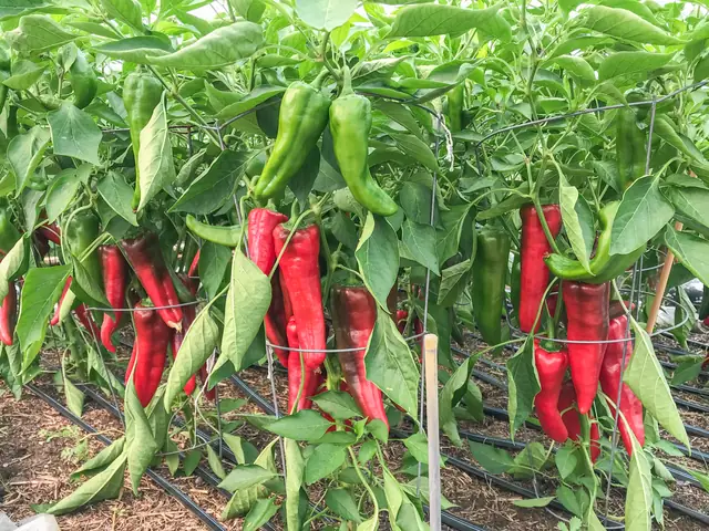 Carmen peppers ripening red