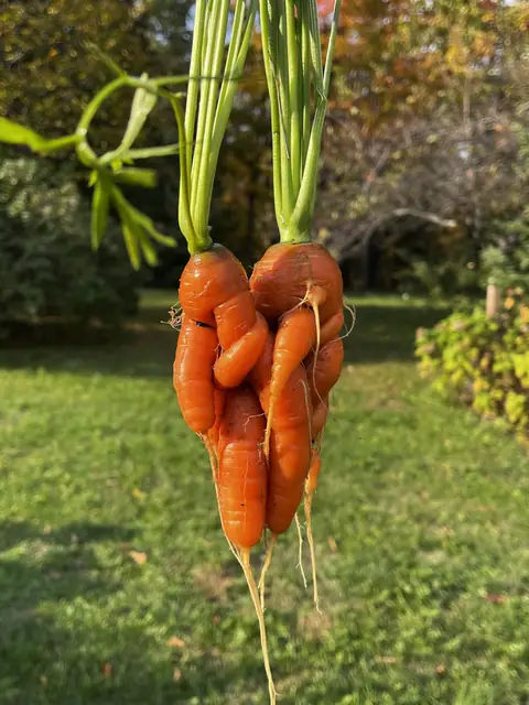 Freshly pulled carrots