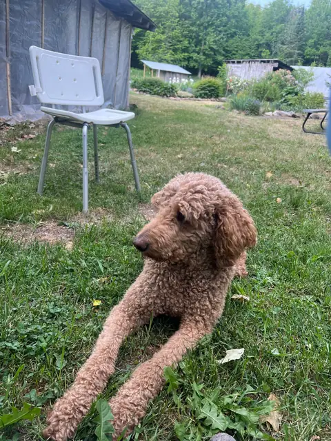 Cedric keeping watch in the farm yard