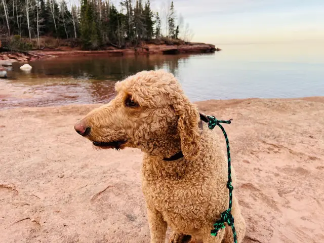 Cedric on the red sandstone shore of Lake Superior