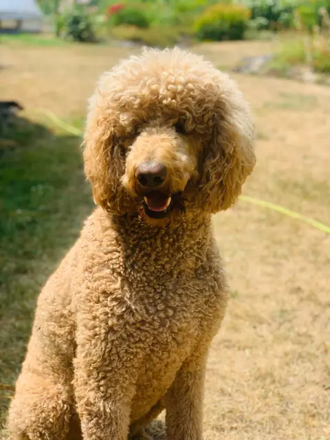 Cedric, the farm's curly-coated Field Supervisor