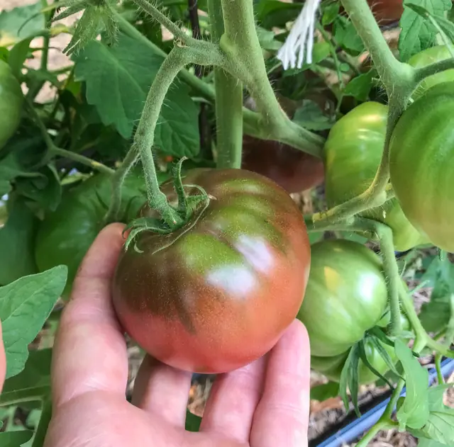 Cherokee Purple tomato on the vine