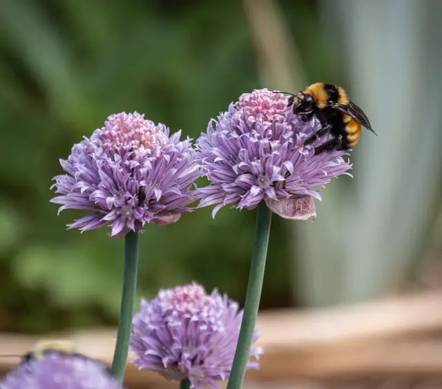 Bumblebee on chive blossoms