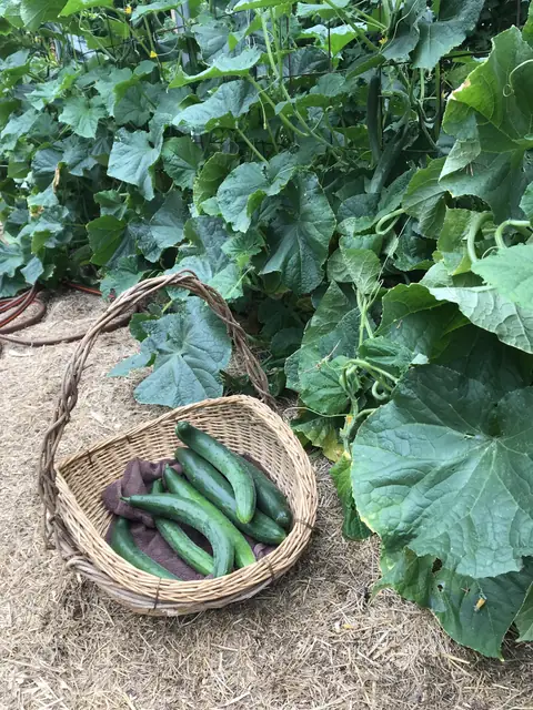 Basket of freshly picked cucumbers