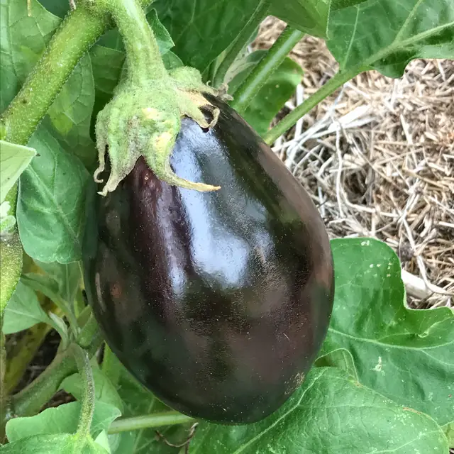 Eggplant ready to pick