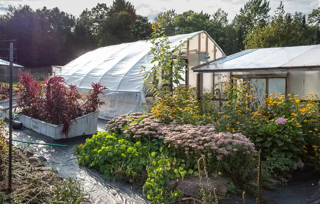Fall gardens with amaranth and sedum beside the greenhouses