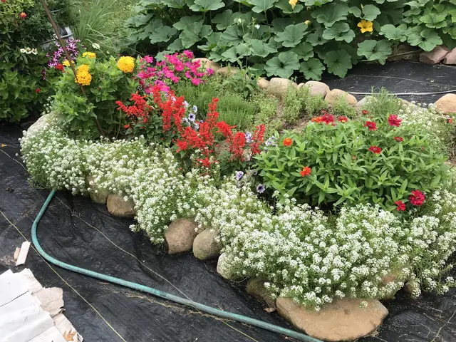 Flower bed of alyssum, red salvia, zinnias, and petunias