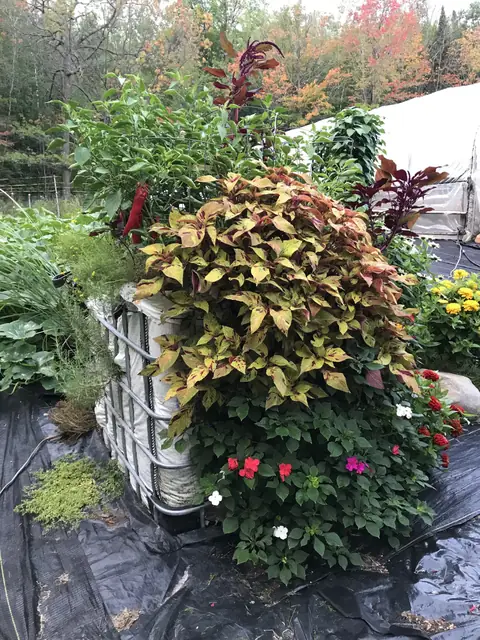 Flower cube planter with coleus and zinnias