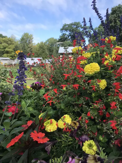 Flower cube with salvia and marigolds