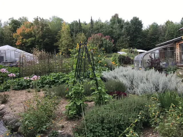 Garden beds in early fall