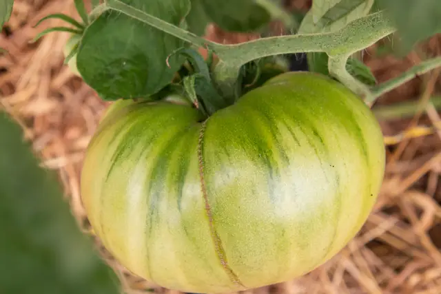 Green heirloom tomato on the vine
