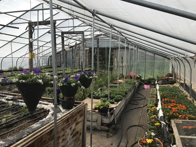Hanging planters and marigolds inside the greenhouse