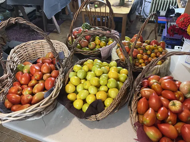 Baskets of Amish Paste and Taxi tomatoes