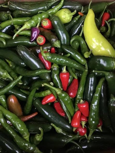Variety of hot peppers