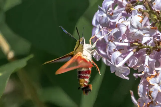 Hummingbird moth feeding on lilac