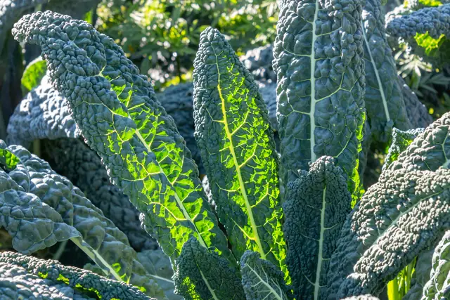 Lacinato kale growing in the garden