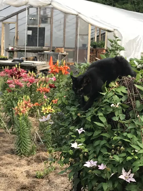 Summer lilies and clematis with a farm cat