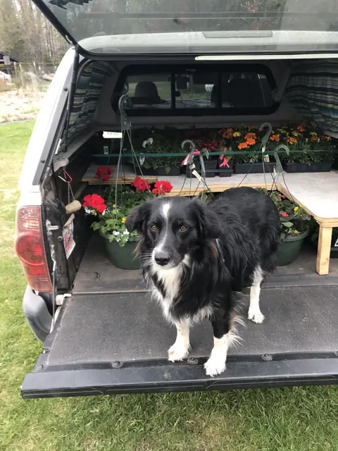 Lizzie on the tailgate of a truck packed with flowers