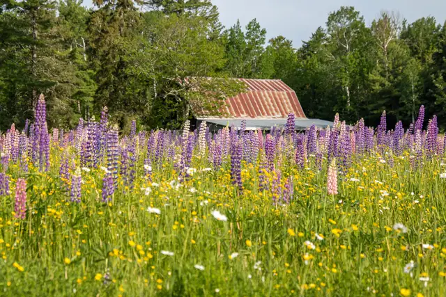 Lupine field along Highway 13