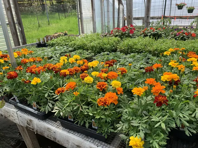 Flats of marigolds ready for planting