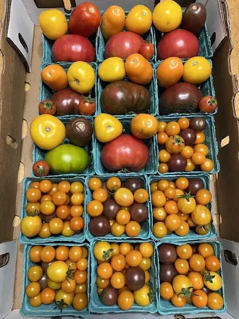 Cherry and heirloom slicing tomatoes for market