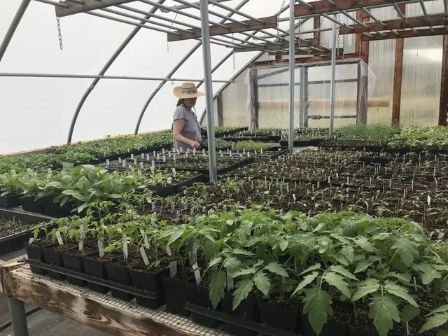 Mary watering in the Silver Sage greenhouse