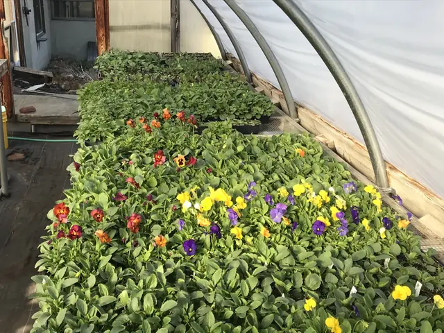 Pansies and spring flowers in the greenhouse