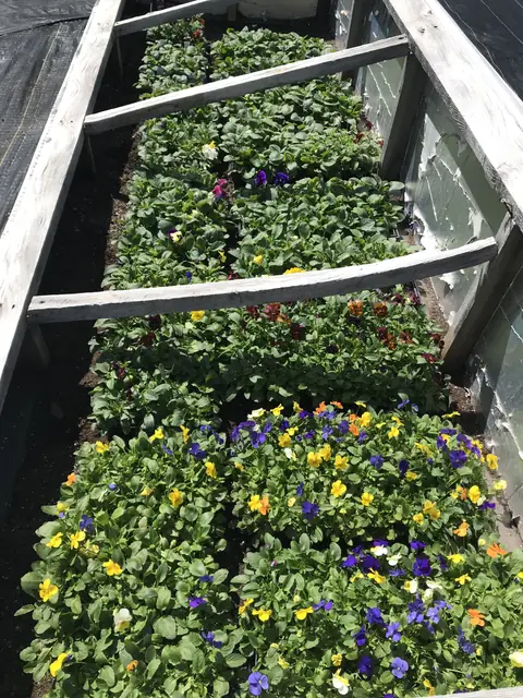Flats of pansies
