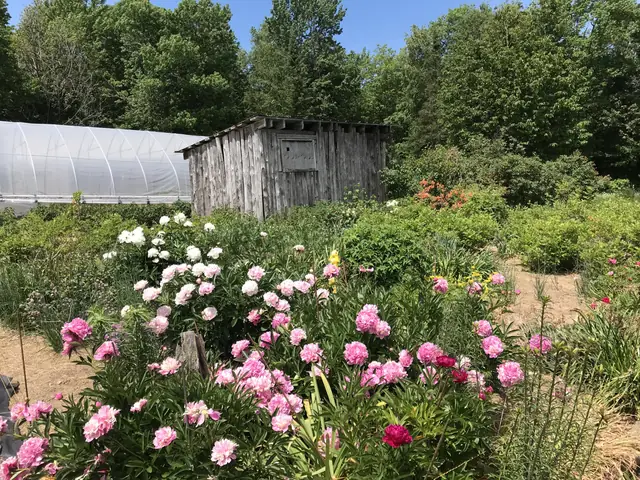 Peonies blooming by the pot shed