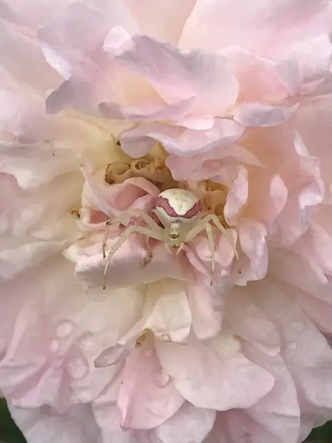 Pale pink peony in bloom