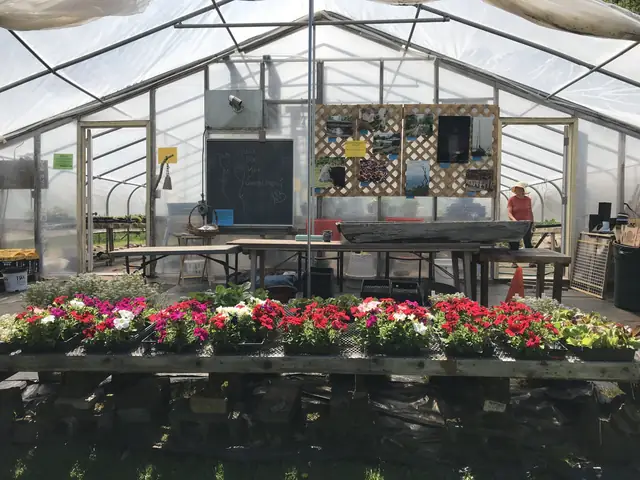 Petunias in front of the greenhouse