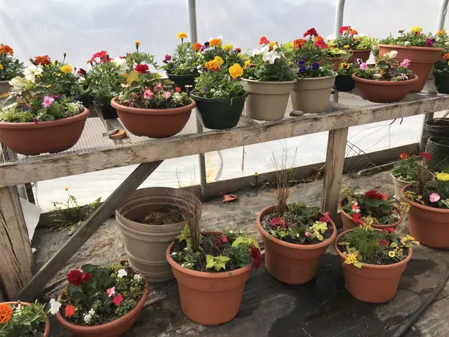 Flowering planters for sale