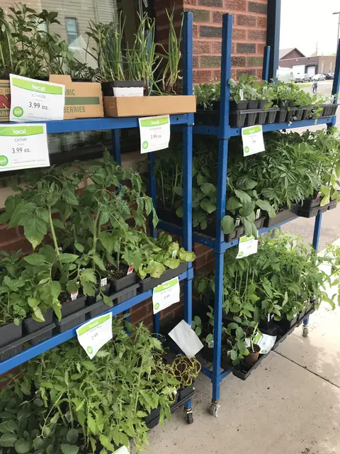 Silver Sage plants for sale at the co-op
